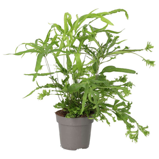 PR Live plant. Brake Fern (Large) - Reptiles By Post