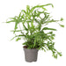 PR Live plant. Brake Fern (Large) - Reptiles By Post