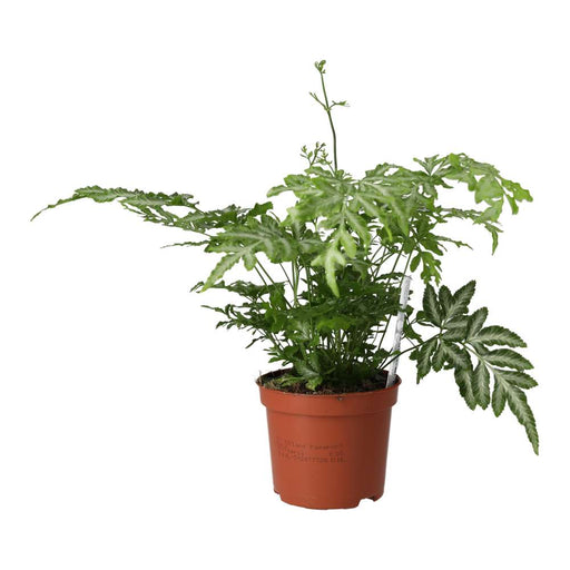 PR Live plant. Brake Fern (Medium) - Reptiles By Post