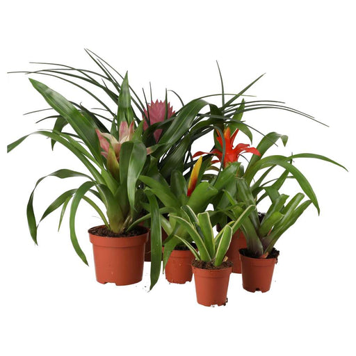 PR Live plant. Bromeliad Collection (6 plants) - Reptiles By Post