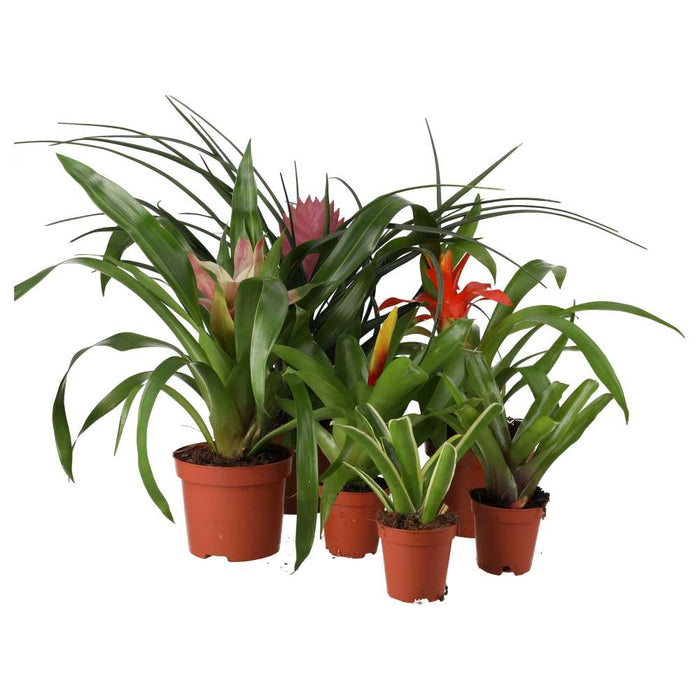 PR Live plant. Bromeliad Collection (6 plants) - Reptiles By Post