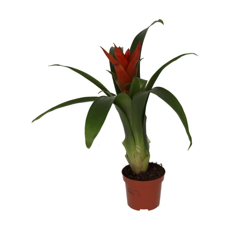 PR Live plant. Bromeliad 'Mixed Colours' (Medium) - Reptiles By Post