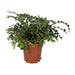 PR Live plant. Button Fern (Large) - Reptiles By Post