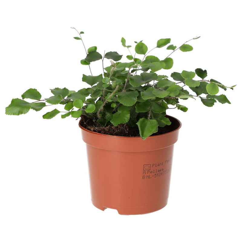 PR Live plant. Button Fern (Medium) - Reptiles By Post