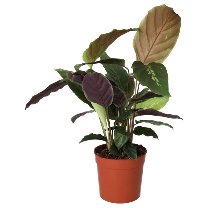 PR Live plant. Calathea Prayer Plant (Large) - Reptiles By Post