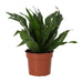 PR Live plant. Calathea Prayer Plant (Medium) - Reptiles By Post