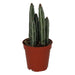 PR Live plant. Candle Succulent (Small) - Reptiles By Post