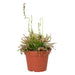 PR Live plant. Cape Sundew (Large) - Reptiles By Post