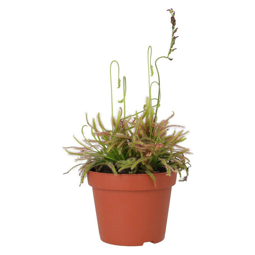 PR Live plant. Cape Sundew (Medium) - Reptiles By Post