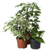 PR Live plant. Chameleon Collection (3 plants) - Reptiles By Post