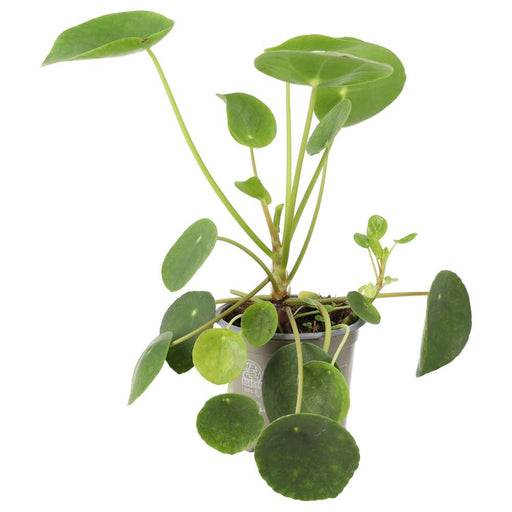 PR Live plant. Chinese Money Plant (Large) - Reptiles By Post