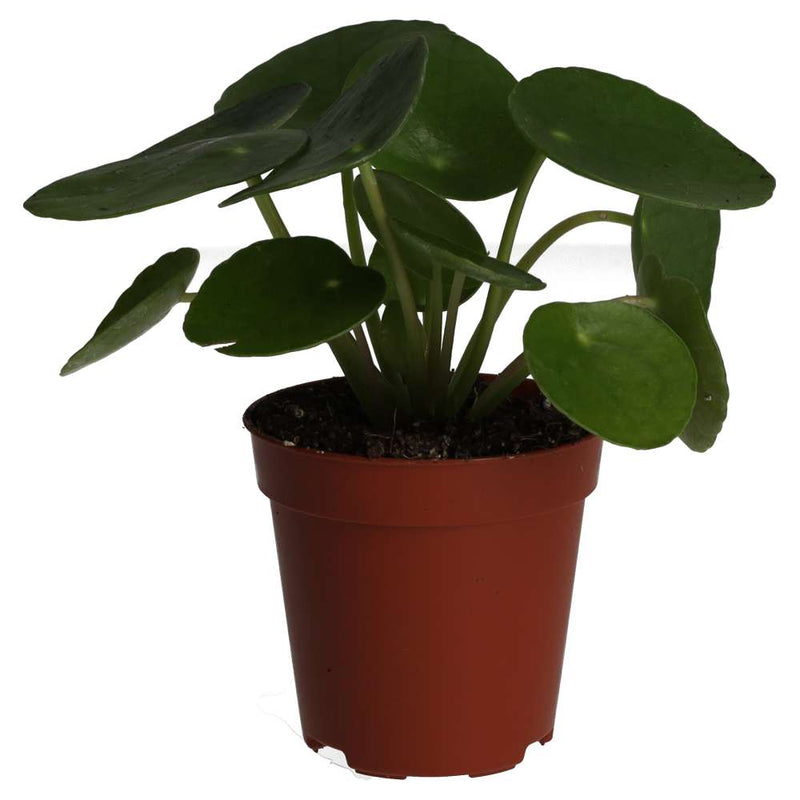 PR Live plant. Chinese Money Plant (Medium) - Reptiles By Post