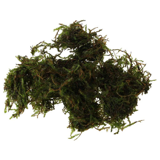 PR Live plant. Christmas moss (80cc cup) - Reptiles By Post