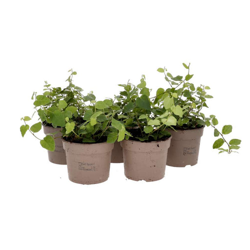 PR Live plant. Creeping Fig *Bundle 5* - Reptiles By Post