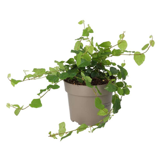 PR Live plant. Creeping Fig (Large) - Reptiles By Post