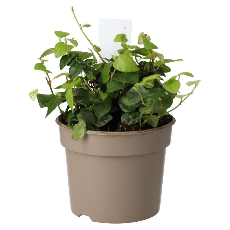 PR Live plant. Creeping Fig (Medium) - Reptiles By Post