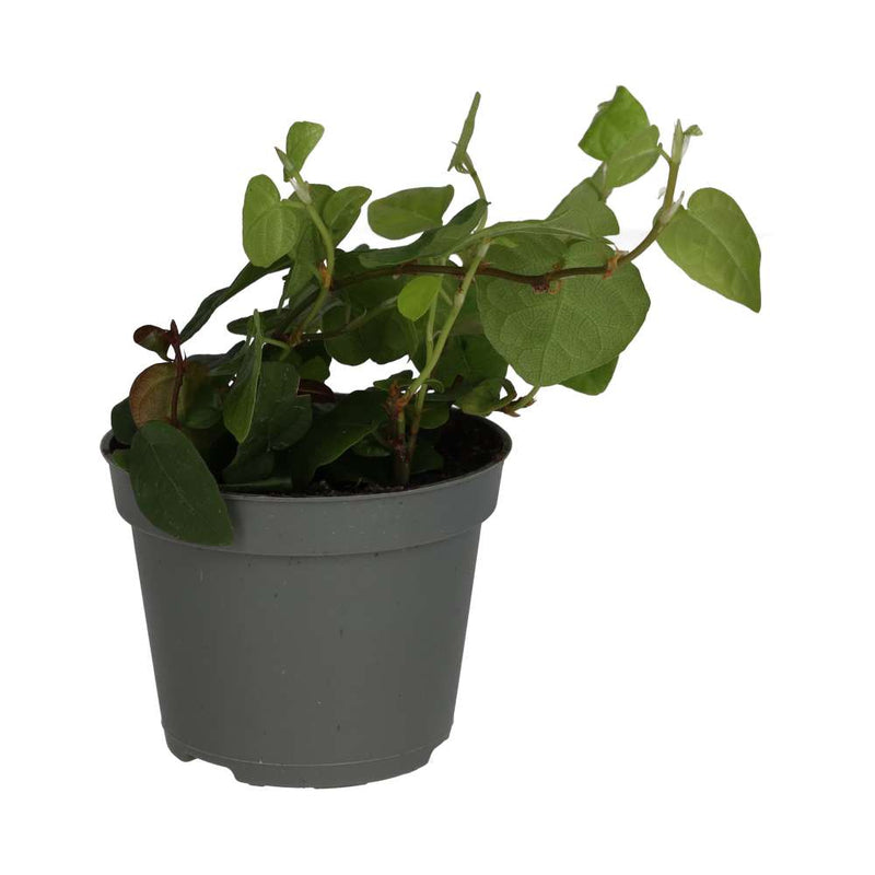 PR Live plant. Creeping Fig (Small) - Reptiles By Post