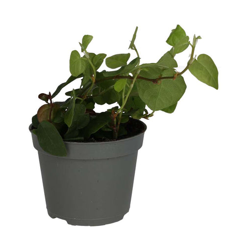PR Live plant. Creeping Fig (Small) - Reptiles By Post