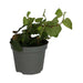 PR Live plant. Creeping Fig (Small) - Reptiles By Post