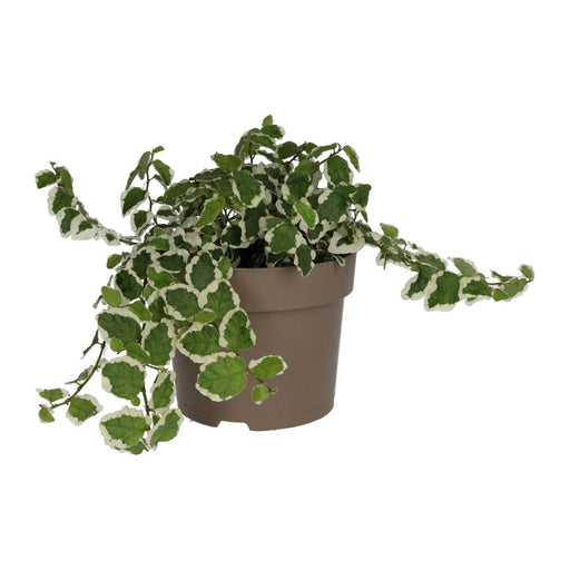 PR Live plant. Creeping Fig 'Variegated' (Large) - Reptiles By Post