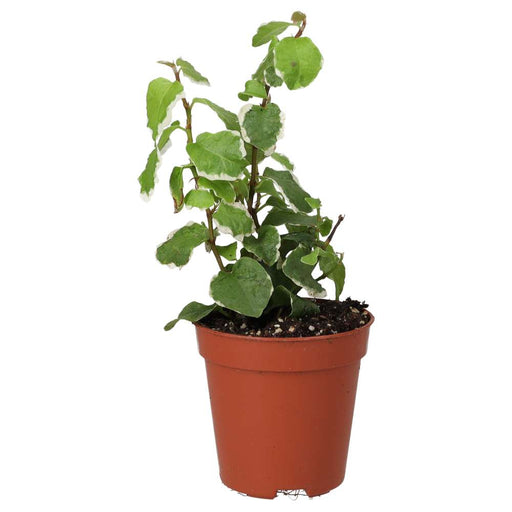 PR Live plant. Creeping Fig 'Variegated' (Small) - Reptiles By Post