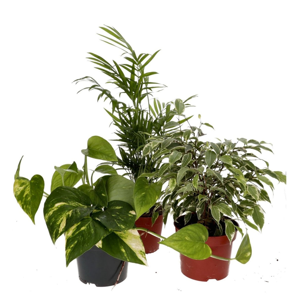 PR Live plant. Crested Gecko Collection (3 plants) — Reptiles By Post