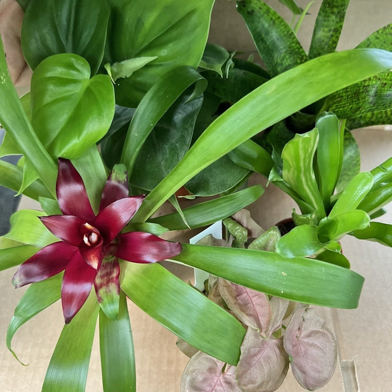 PR Live plant. Dartfrog Collection (5 plants) - Reptiles By Post