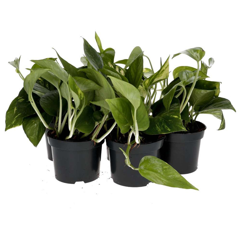 PR Live plant. Devil's Ivy *Bundle 5* - Reptiles By Post