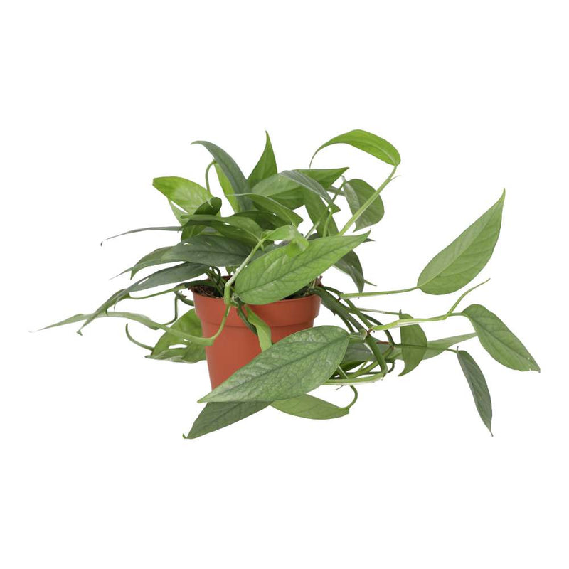 PR Live plant. Devil's Ivy 'Cebu Blue' (Large) - Reptiles By Post