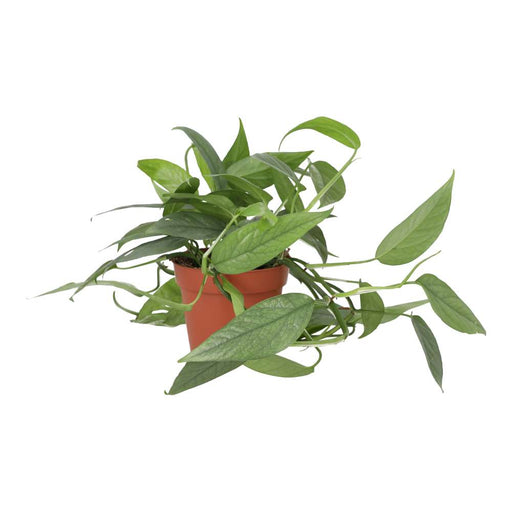 PR Live plant. Devil's Ivy 'Cebu Blue' (Large) - Reptiles By Post