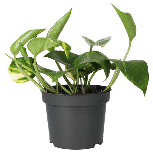 PR Live plant. Devil's Ivy (Large) - Reptiles By Post