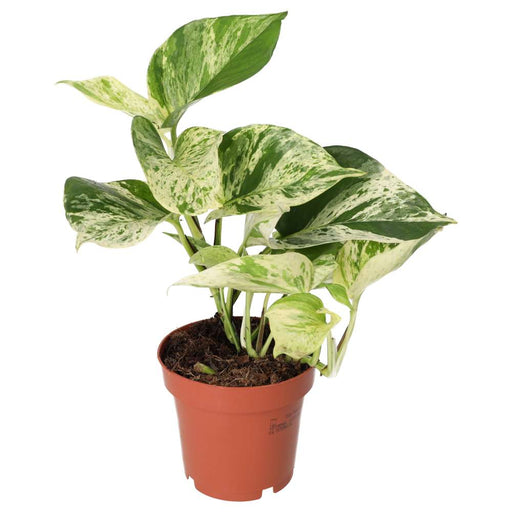 PR Live plant. Devil's Ivy 'Marble Queen' (Large) - Reptiles By Post