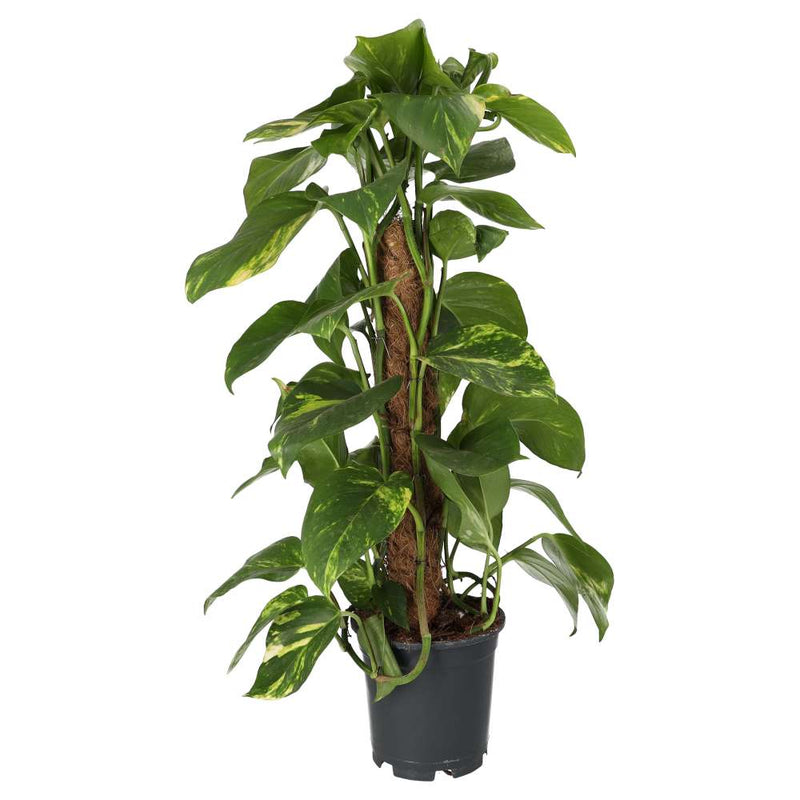 PR Live plant. Devil's Ivy (Moss Pole) - Reptiles By Post