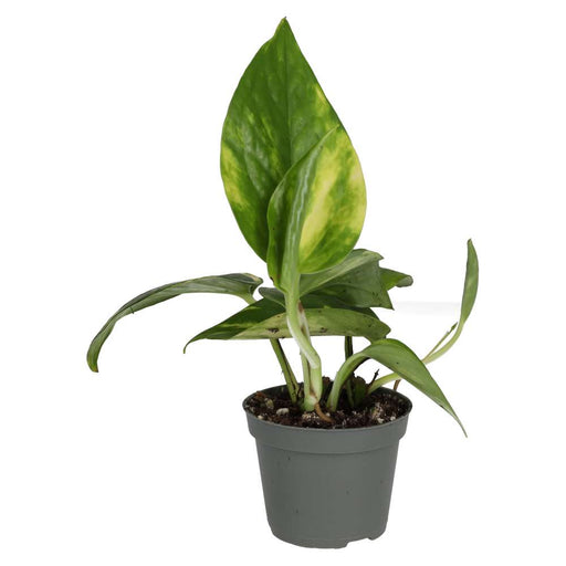 PR Live plant. Devil's Ivy (Small) - Reptiles By Post