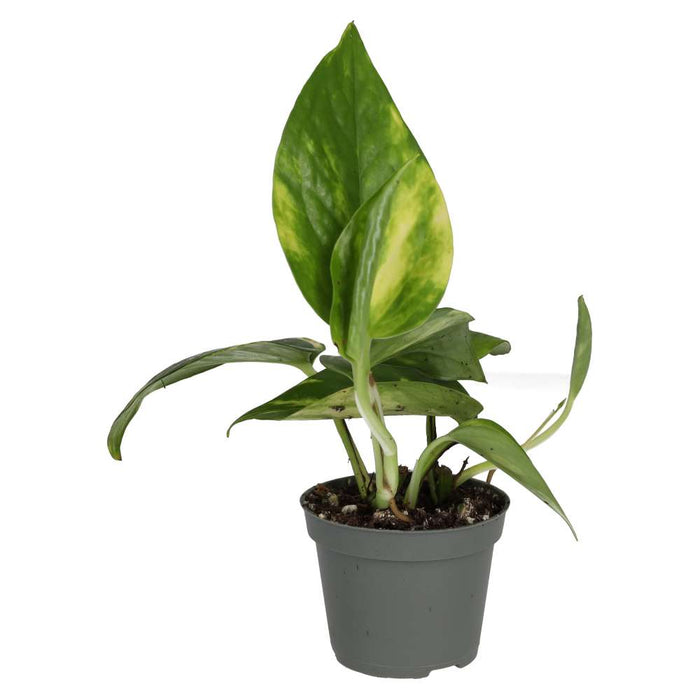 PR Live plant. Devil's Ivy (Small) - Reptiles By Post