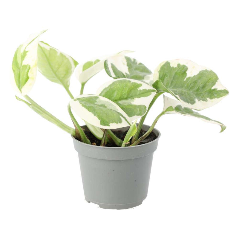 PR Live plant. Devil's Ivy 'Variegated' (Small) - Reptiles By Post