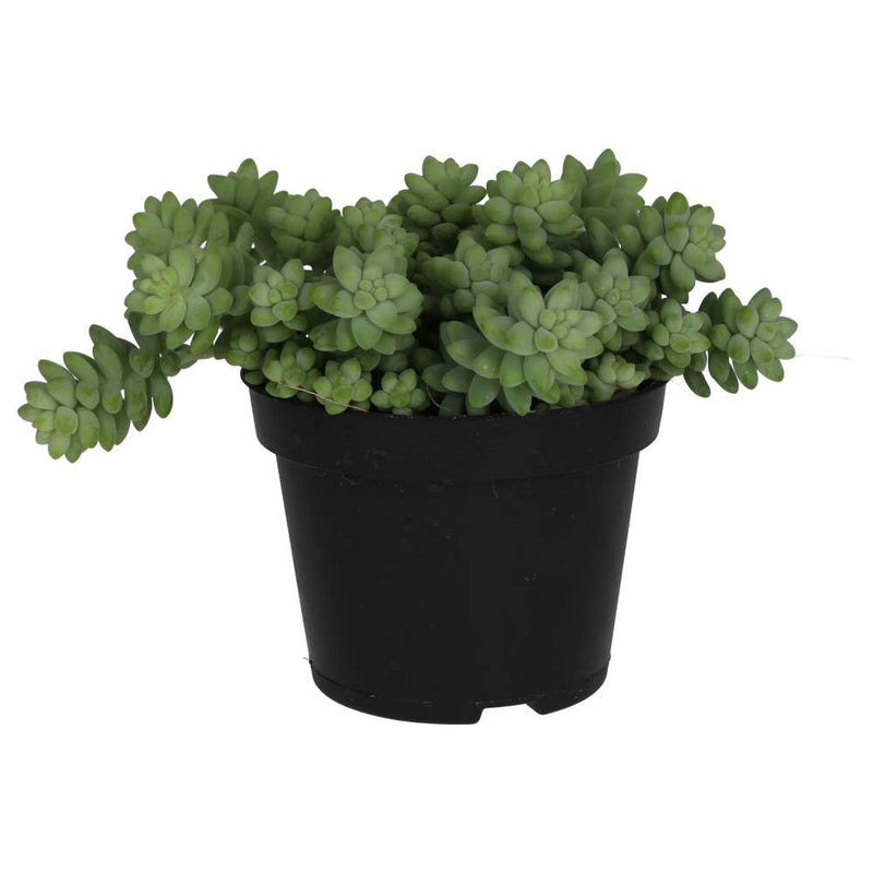 PR Live plant. Donkey's Tail (Large) - Reptiles By Post