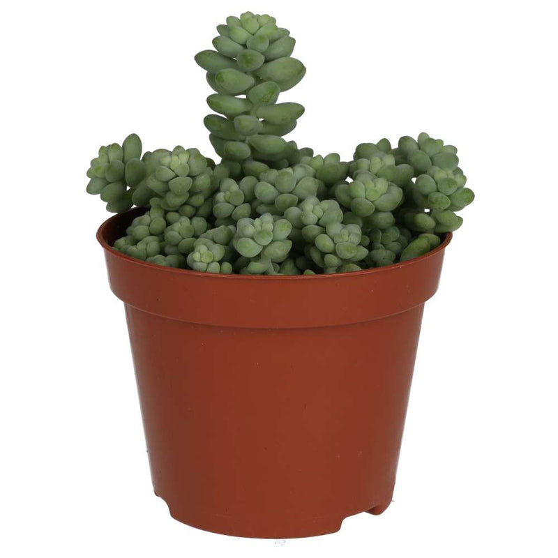 PR Live plant. Donkey's Tail (Medium) - Reptiles By Post