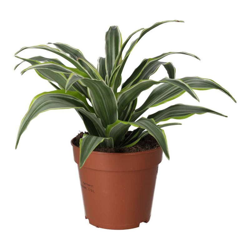 PR Live plant. Dragon Plant (Large) - Reptiles By Post