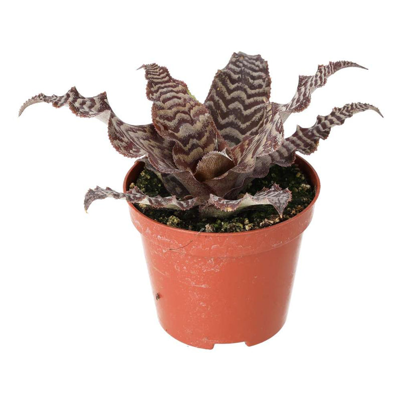 PR Live plant. Earth Star (Medium) - Reptiles By Post