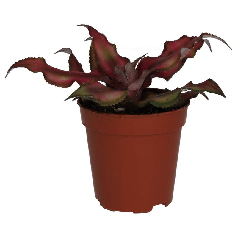 PR Live plant. Earth Star (Small) - Reptiles By Post