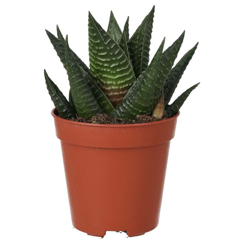 PR Live plant. Fairy Washboard (Small) - Reptiles By Post