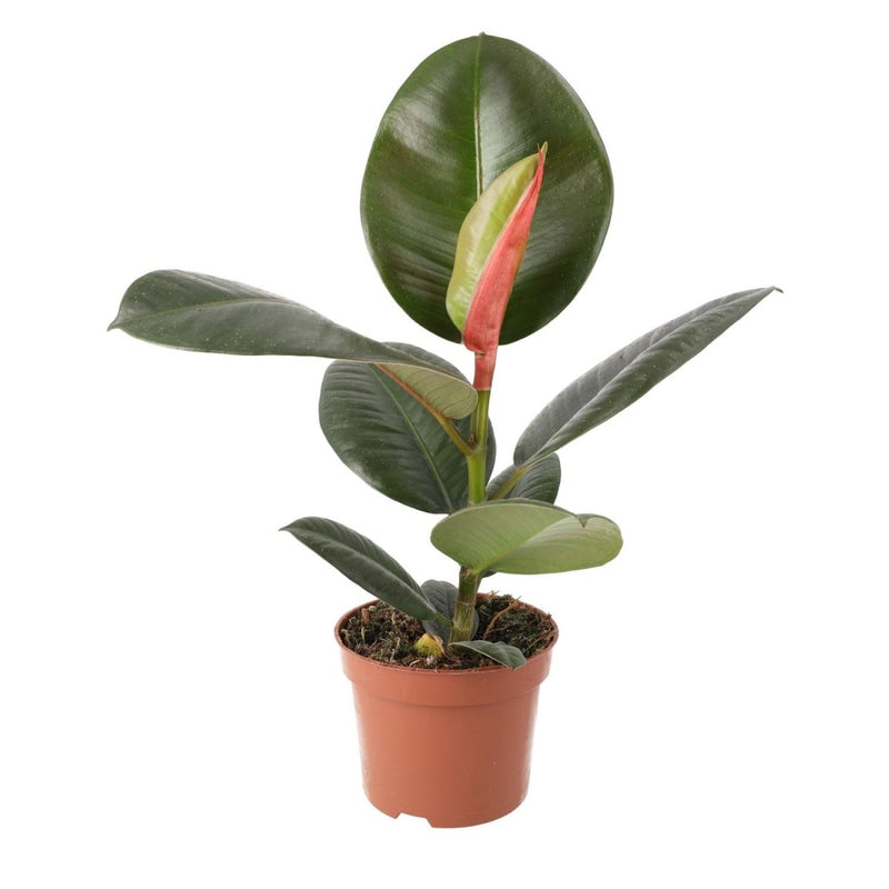 PR Live plant. Ficus elastica (Large) - Reptiles By Post