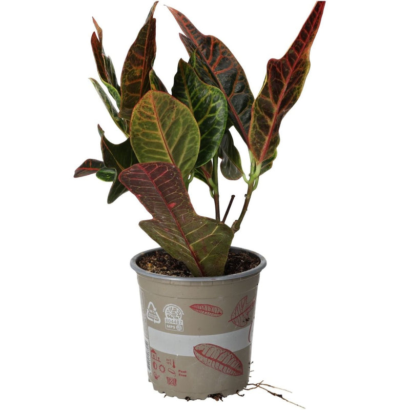 PR Live plant. Garden Croton 'Nervia' (Large) - Reptiles By Post