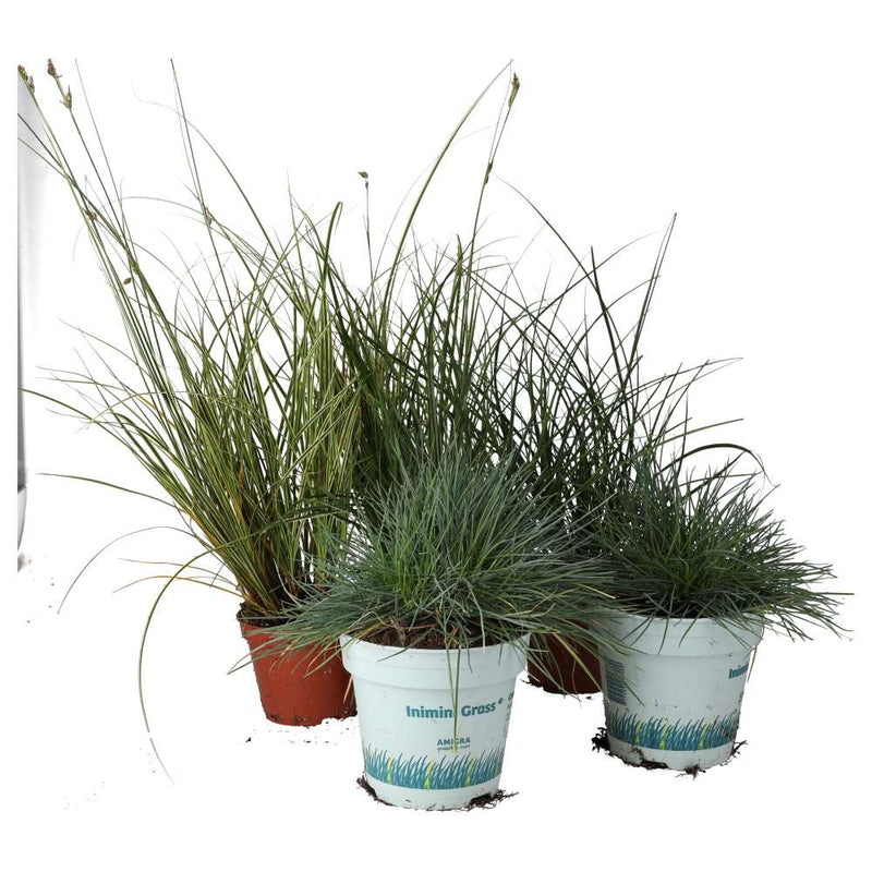 PR Live plant. Grass Collection (6 Plants) - Reptiles By Post