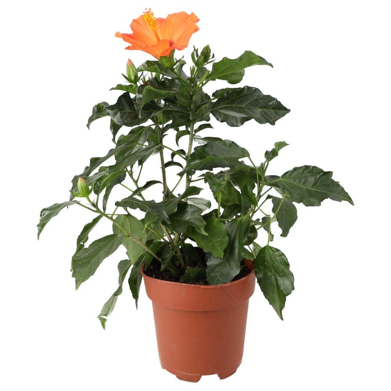 PR Live plant. Hibiscus (Large) - Reptiles By Post