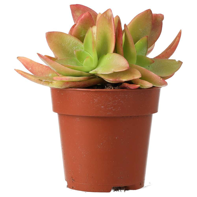PR Live plant. Jade Plant 'Fire' (Medium) - Reptiles By Post