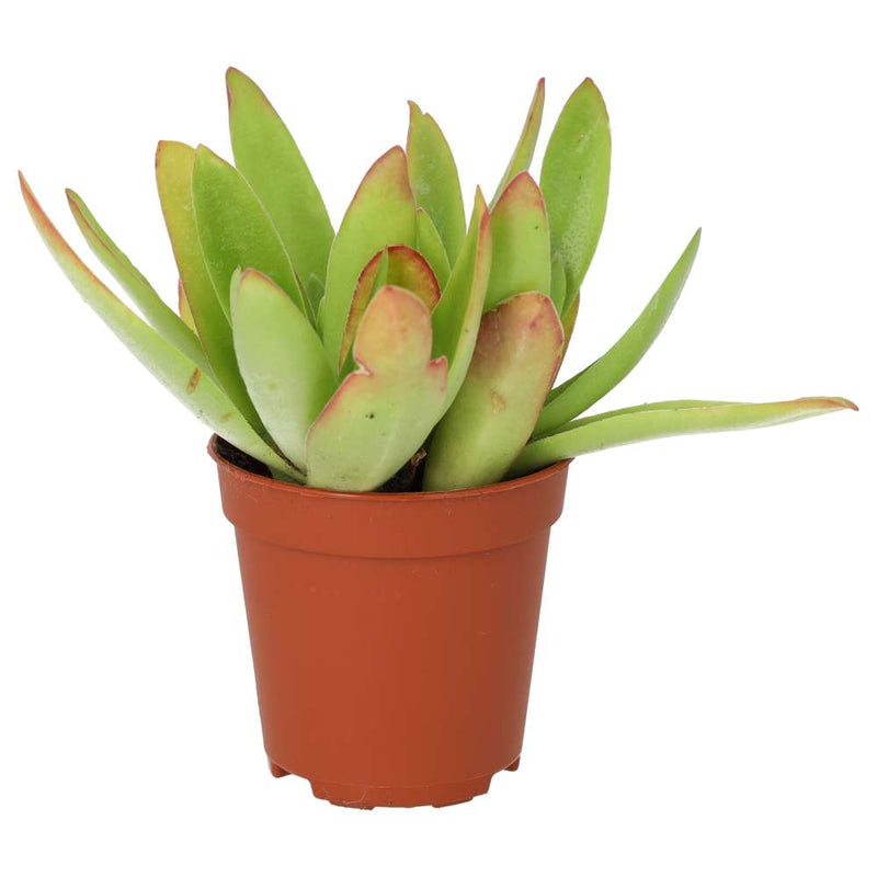 PR Live plant. Jade Plant 'Fire' (Small) - Reptiles By Post