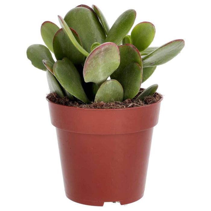 PR Live plant. Jade Plant mix (Medium) - Reptiles By Post