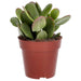 PR Live plant. Jade Plant mix (Medium) - Reptiles By Post